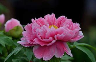 7月24日，中國花卉協(xié)會在網(wǎng)上發(fā)起的《投票：我心中的國花》已出結(jié)果