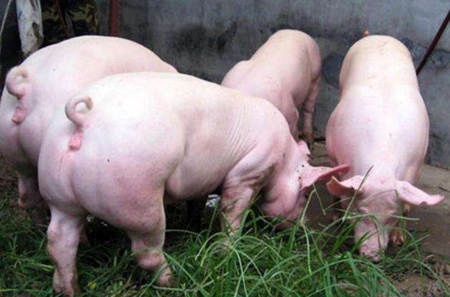 8月21日，國(guó)務(wù)院常務(wù)會(huì)議指出“地方要立即取消超出法律法規(guī)的生豬禁養(yǎng)、限養(yǎng)規(guī)定”